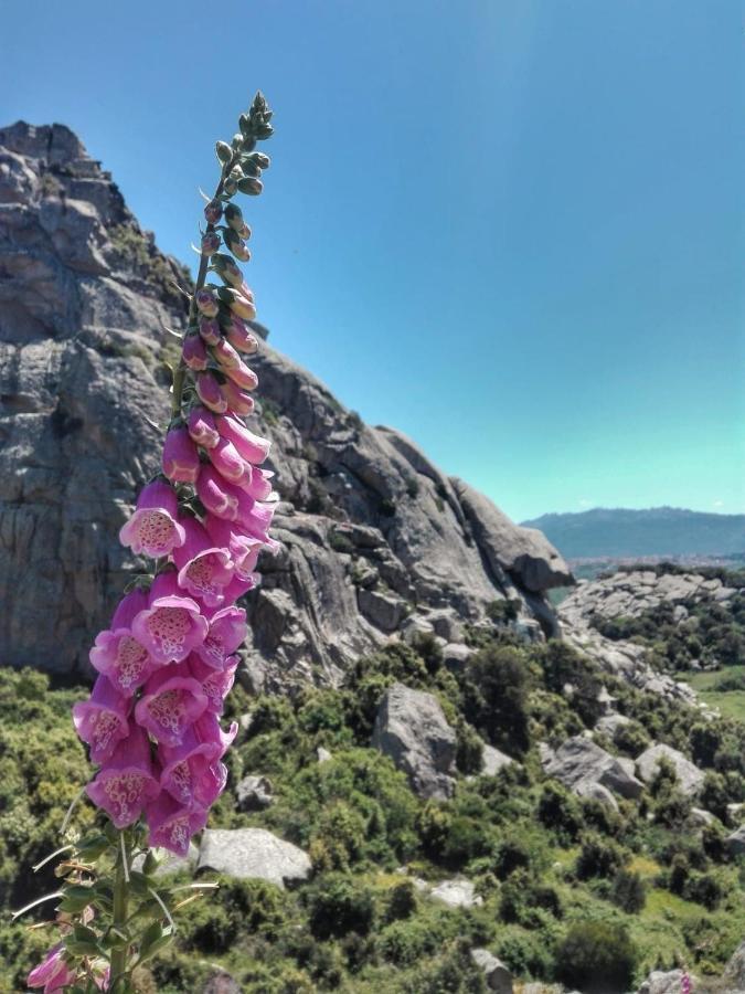 Agriturismo La Vigna Tempio Pausania Dış mekan fotoğraf