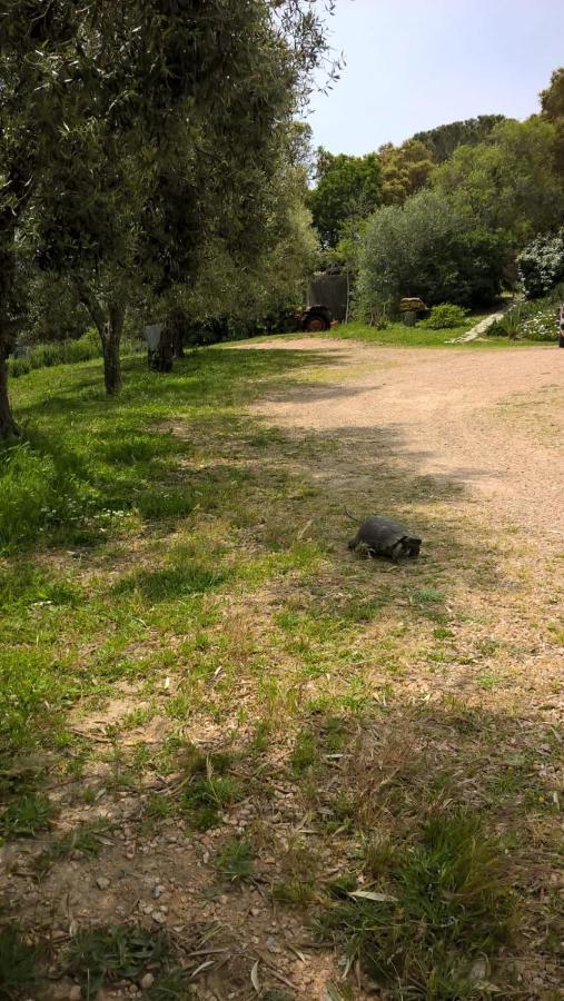 Agriturismo La Vigna Tempio Pausania Dış mekan fotoğraf