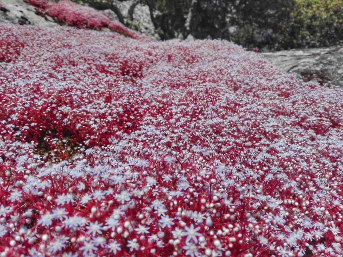Agriturismo La Vigna Tempio Pausania Dış mekan fotoğraf